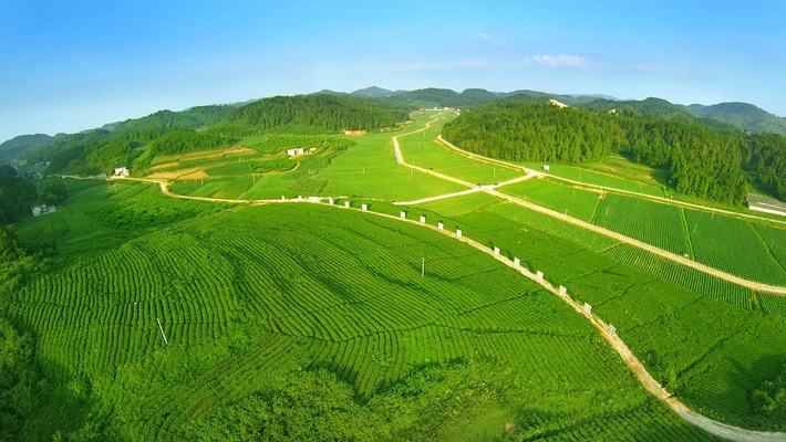 茶叶基地标题五