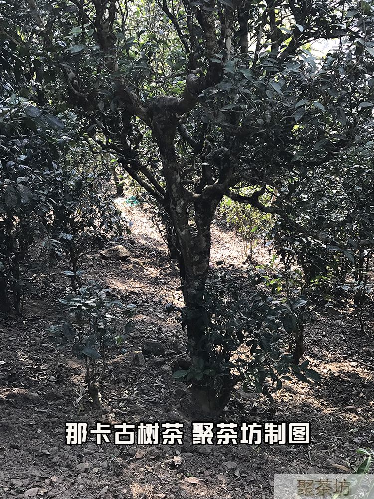 云南聚茶坊那卡纯料古树普洱茶生茶200g茶饼(图4)