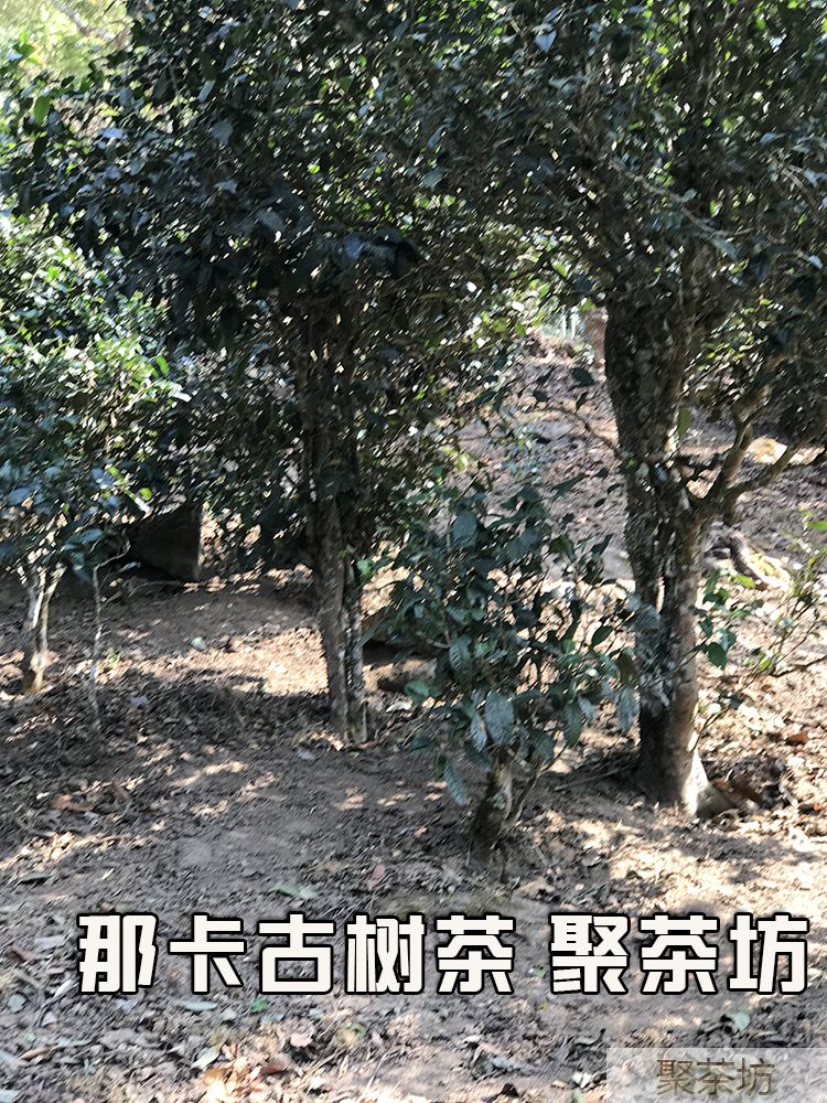 云南聚茶坊那卡纯料古树普洱茶生茶200g茶饼(图5)